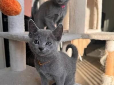Litter Russian Blue Kittens - Russian Blue - Gallery Photo #1