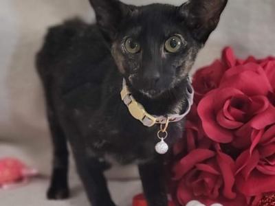 Aviva - Oriental - Gallery Photo #1