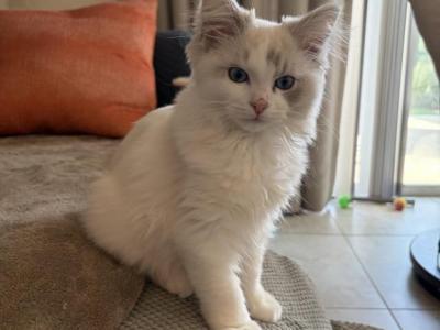 Lilac Bicolor Lynx Angelica - Ragdoll - Gallery Photo #1