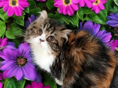 Tica Calico British Female - Persian - Gallery Photo #1