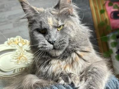 Moon - Maine Coon - Gallery Photo #1