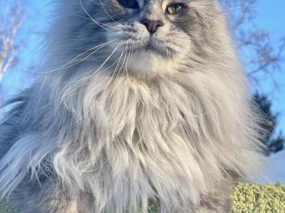 Polar - Maine Coon - Gallery Photo #1