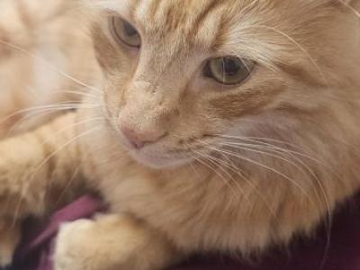 Milo - American Longhair - Gallery Photo #1