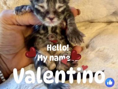 Purebred Maine Coon Kittens In Sarasota - Maine Coon - Gallery Photo #1