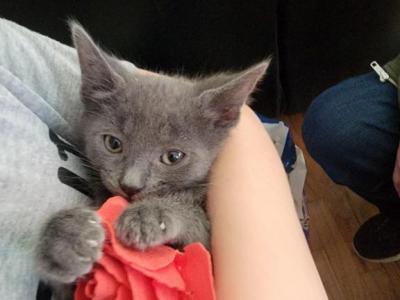 Stella - Russian Blue - Gallery Photo #1