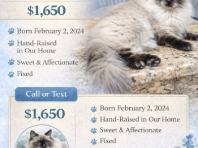 Felix - Ragdoll - Gallery Photo #1