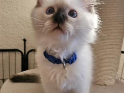 Dark Blue Boy - Ragdoll - Gallery Photo #1