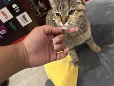 Glitter - American Shorthair - Gallery Photo #1