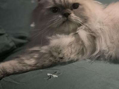 Pooh - Himalayan - Gallery Photo #1