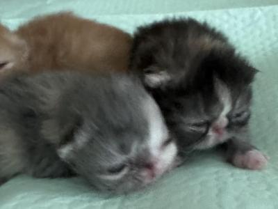 Kittens Coming Soon - Persian - Gallery Photo #1