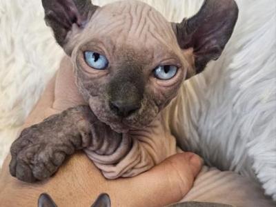 Sphynx  Elf Boy Sapphire - Sphynx - Gallery Photo #1
