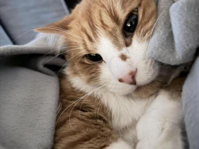 Maximus - American Longhair - Gallery Photo #1