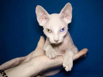 Mia Odd Eye - Sphynx - Gallery Photo #1