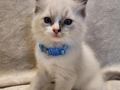 Light Blue Collar Boy - Ragdoll - Gallery Photo #1