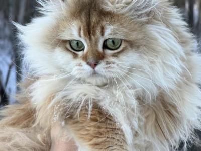 Golden Longhair Champion Joshua Ny12 - British Shorthair - Gallery Photo #1