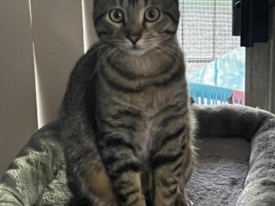 Tiger - Domestic - Gallery Photo #1