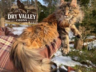 Polydactyl Tortoise Shell Female Syrax - Maine Coon - Gallery Photo #1