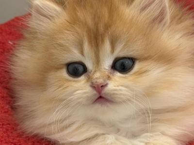 Aurelia Longhair From Champion - British Shorthair - Gallery Photo #1