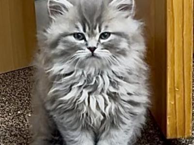 Gray Lion - Scottish Straight - Gallery Photo #1