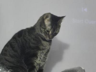 Rex - Domestic - Gallery Photo #1