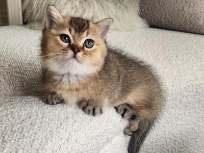 Orion - British Shorthair - Gallery Photo #1