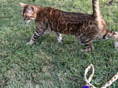 Lilly Clouded Bengal - Bengal - Gallery Photo #1