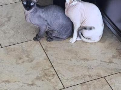 Boy And Girl Sphynx - Sphynx - Gallery Photo #1