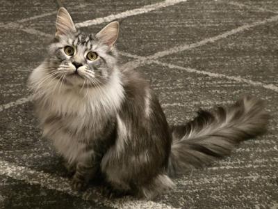 Belladonna - Maine Coon - Gallery Photo #1