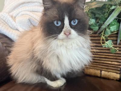 Marco - Ragdoll - Gallery Photo #1