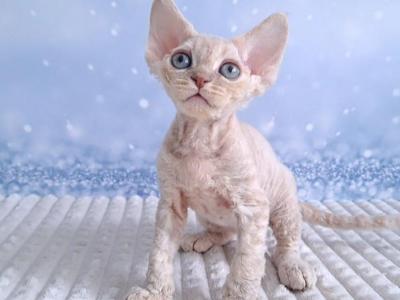 Yoko - Devon Rex - Gallery Photo #1