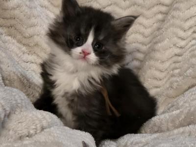 Bailey - Maine Coon - Gallery Photo #1