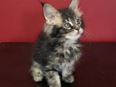 Betty - Maine Coon - Gallery Photo #1