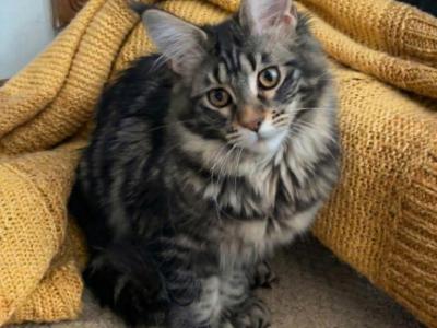 Mariel The Polydactyl - Maine Coon - Gallery Photo #1
