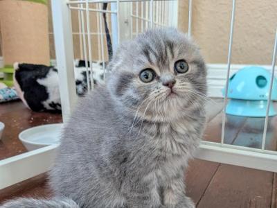 Royal Litters - Scottish Fold - Gallery Photo #1