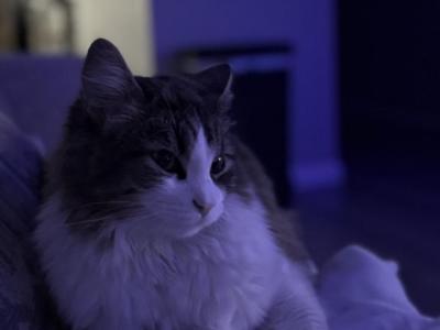 Po - Domestic - Gallery Photo #1