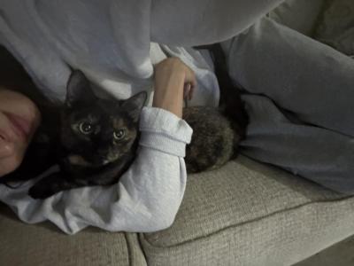 Bear - Domestic - Gallery Photo #1