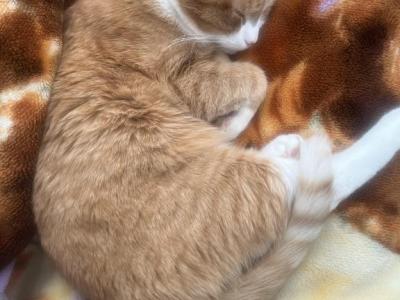 Pancake - American Shorthair - Gallery Photo #1