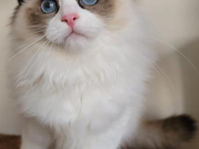 Lola's Holiday Wonder - Ragdoll - Gallery Photo #1