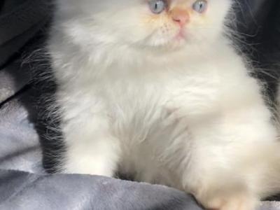 NewBornPersian - Persian - Gallery Photo #1