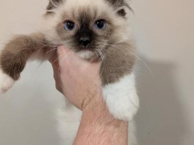 SAMANTHA SEAL MITTED - Ragdoll - Gallery Photo #1