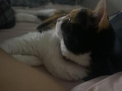 Sprinkles - Domestic - Gallery Photo #1