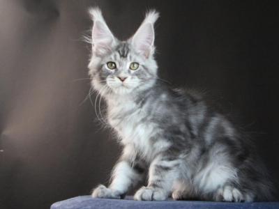 Olimp - Maine Coon - Gallery Photo #1