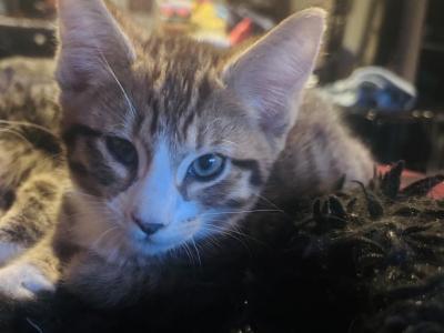 Magical Markl - Maine Coon - Gallery Photo #1