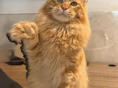 Polydactyl Orange - Maine Coon - Gallery Photo #1