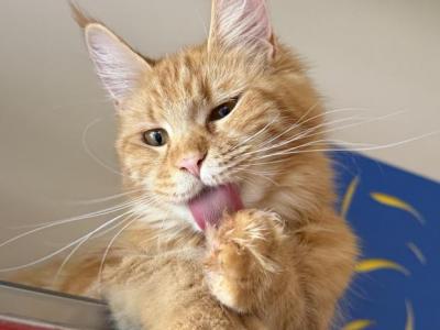 Polydactyl Orange Boy - Maine Coon - Gallery Photo #1