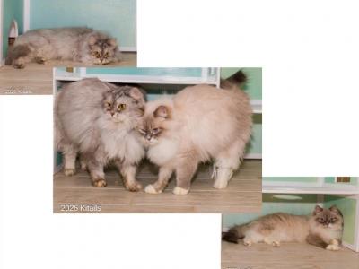 Kitty And Sony - Siberian - Gallery Photo #1