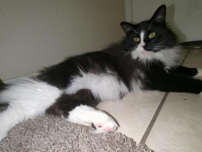Oliver - American Longhair - Gallery Photo #1