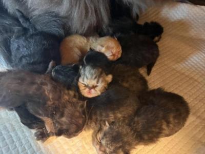 Gracies Babies - Exotic - Gallery Photo #1