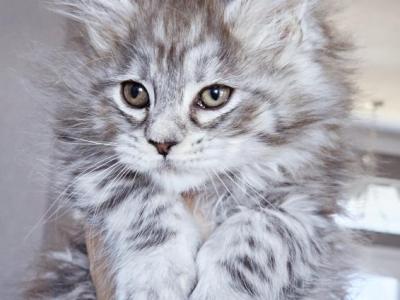 Luna - Maine Coon - Gallery Photo #1