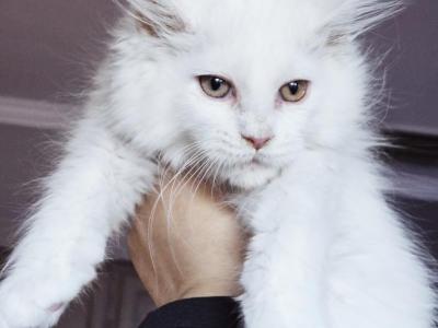 Paige - Maine Coon - Gallery Photo #1
